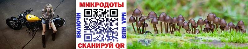 где можно купить наркотик  Новомичуринск  гидра ссылка  Псилоцибиновые грибы мицелий 